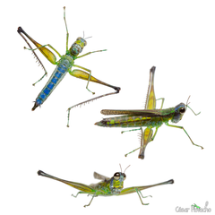 Eumastax tenuis