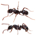 Ectaheteromorph Ants - Photo (c) César Favacho, some rights reserved (CC BY-NC), uploaded by César Favacho