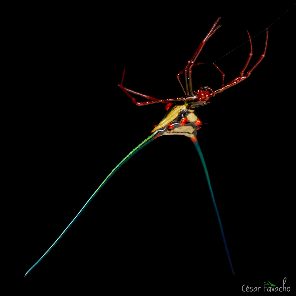 Micrathena cyanospina