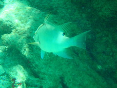 Lachnolaimus maximus