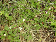 Amelanchier spicata