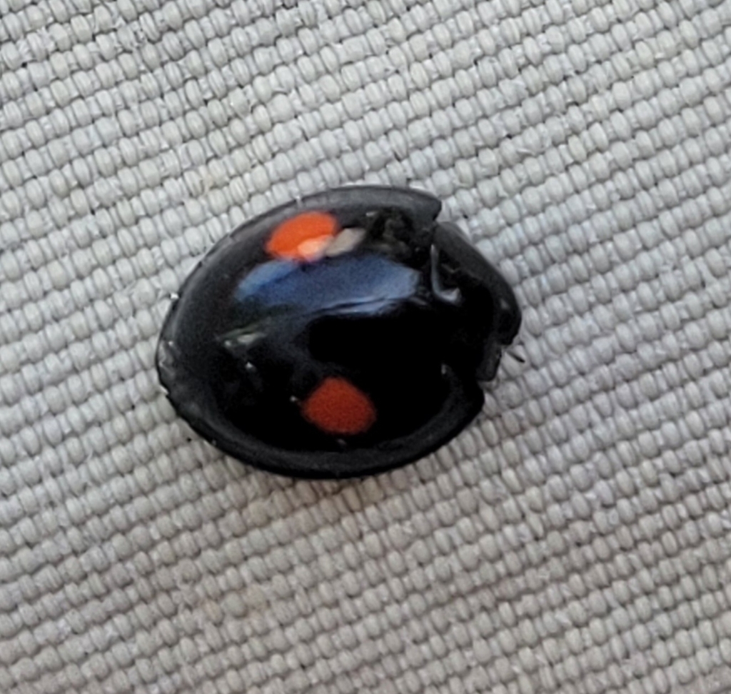 Twice-stabbed lady beetle (Chilocorus stigma)