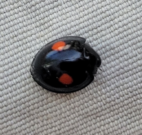 Twice-stabbed Lady Beetle (Chilocorus stigma), a species recorded in Delaware