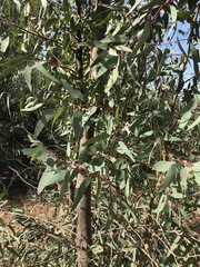 Eucalyptus camaldulensis