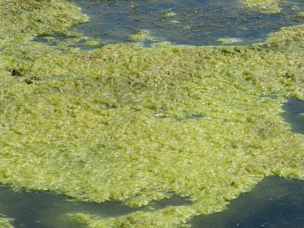 Cladophora Glomerata From Maple Creek No. 111, Sk S0n, Canada On July 9 