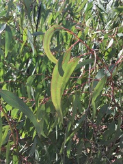Eucalyptus camaldulensis