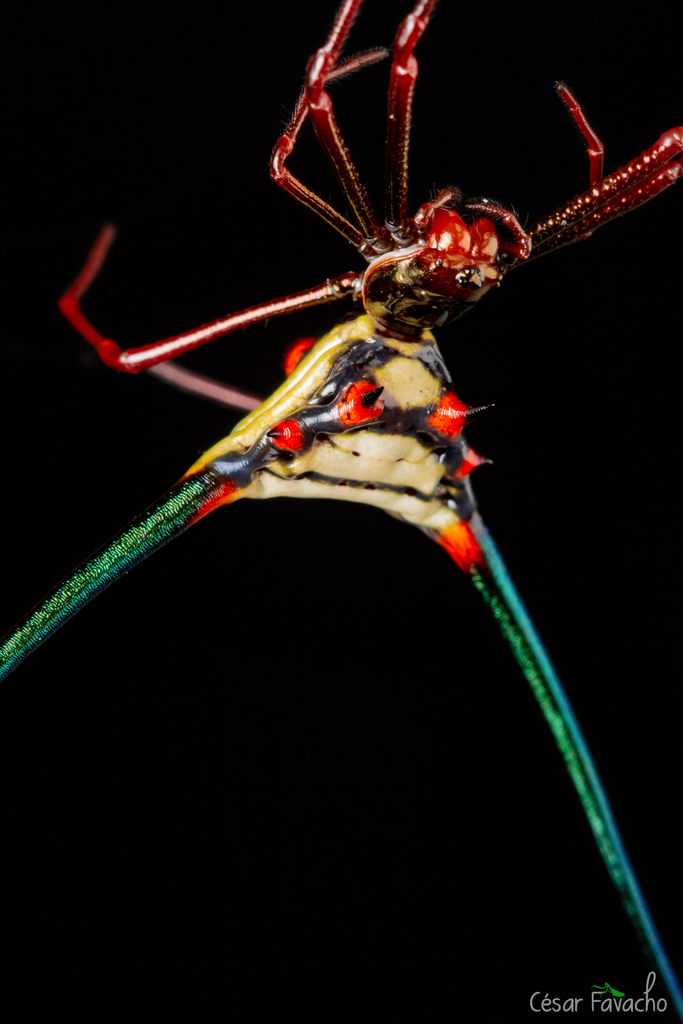 Micrathena Spiders