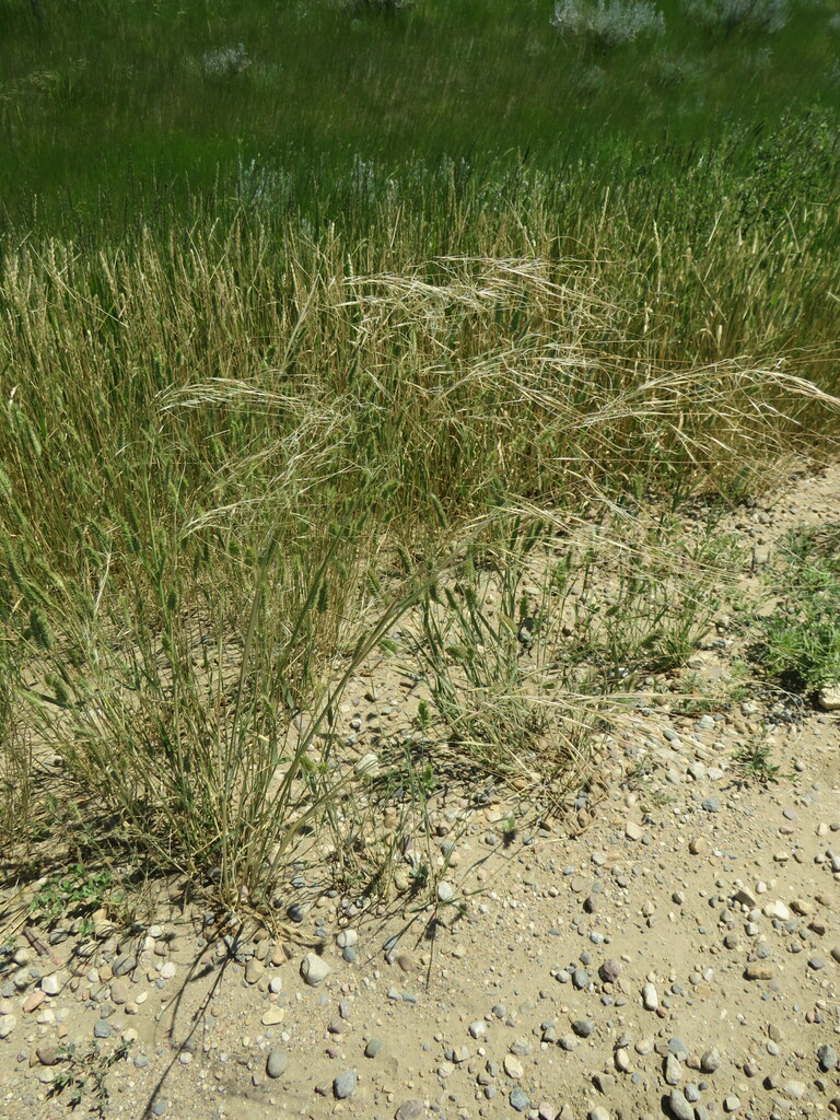 Needle-and-thread Grass from Maple Creek No. 111, SK S0N, Canada on ...