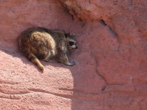 Common Raccoon photographed in South Dakota