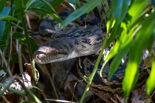Australian Scrub Python sighting