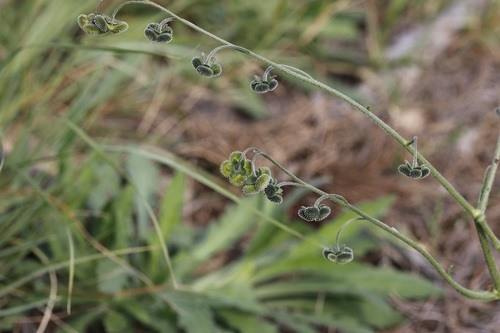 Image of Anchusa capensis by (c) Karen Eichholz, some rights reserved (CC BY)