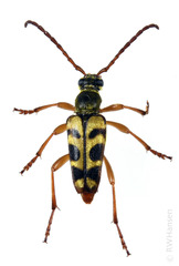 Strophiona tigrina