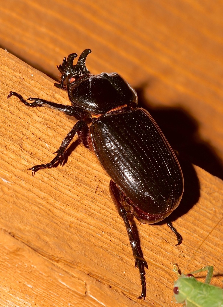 Triceratops Beetle