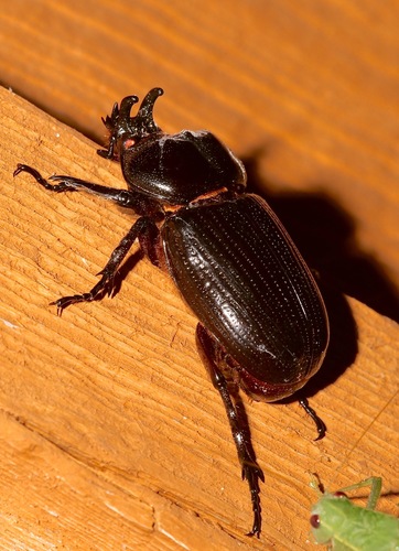 Triceratops Beetle