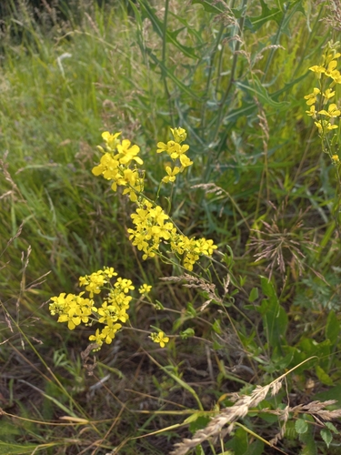 Sisymbrium volgense (Sisymbrium volgense)
