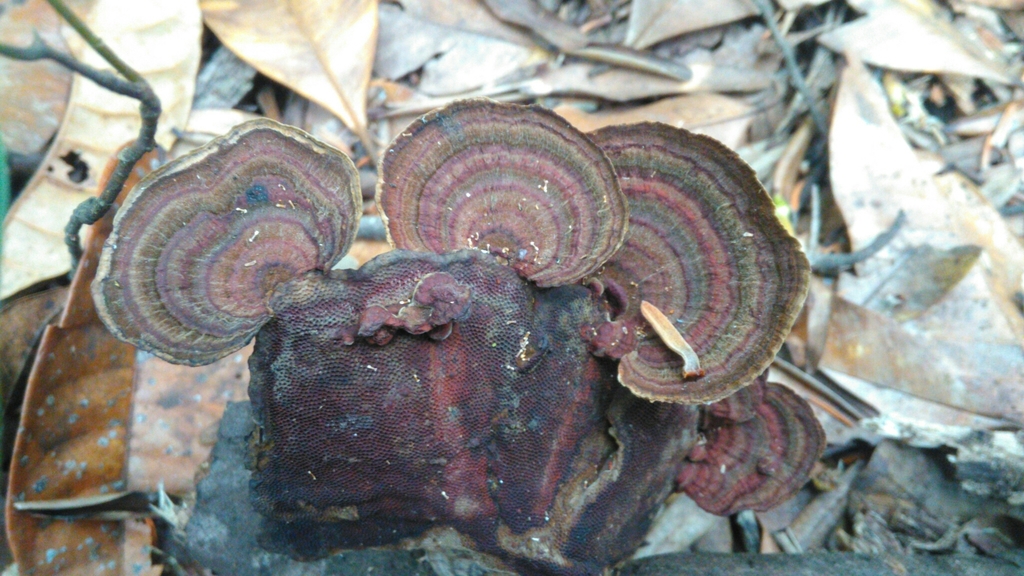 Hexagonia papyracea · May 2019 · photo: © marcia_martins (iNaturalist, cc-by)