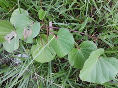 Ipomoea asarifolia