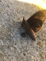 Citheronia sepulcralis