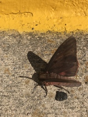 Citheronia sepulcralis