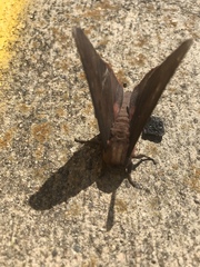 Citheronia sepulcralis