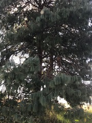 Pinus patula
