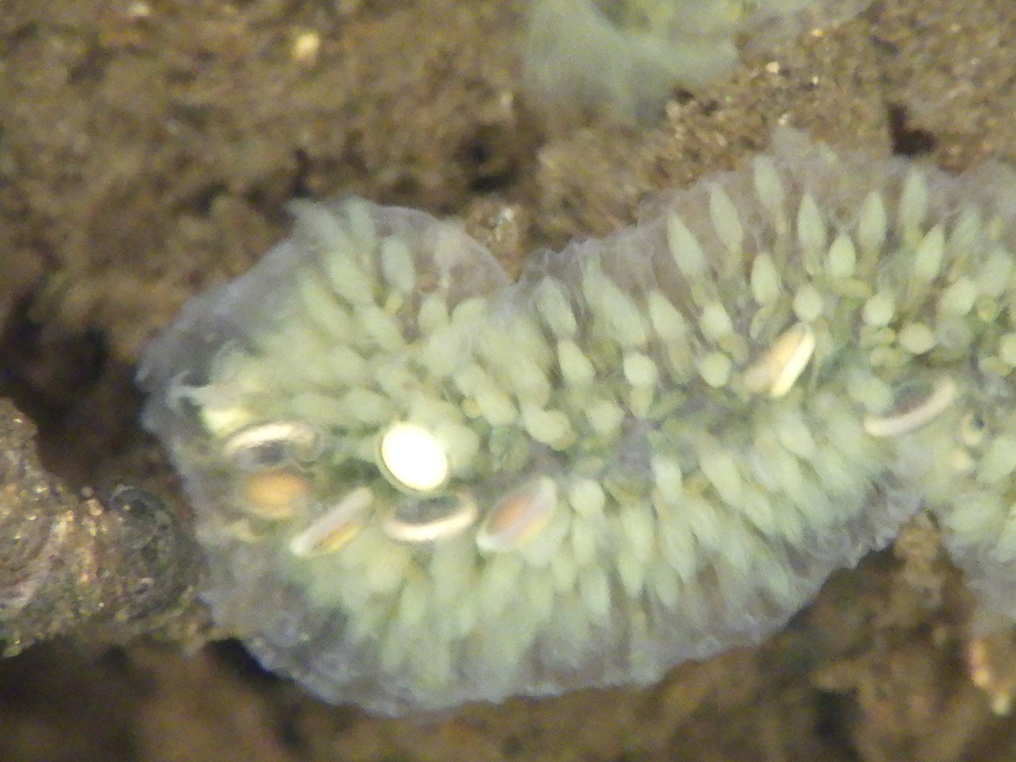 Cristatella mucedo Cuvier, 1798