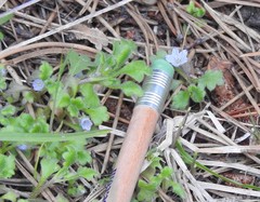 Nemophila spatulata