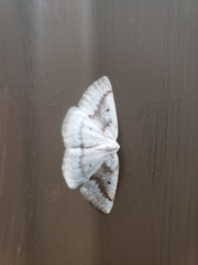 Lomographa glomeraria