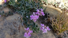 Indigofera mauritanica