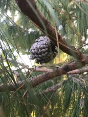 Pinus patula
