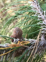 Pinus patula
