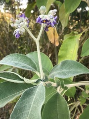 Solanum mauritianum