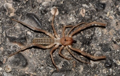 Eremobatidae