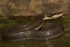 Queen Snake photo 4