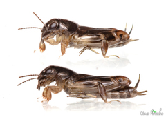 Tridactylidae