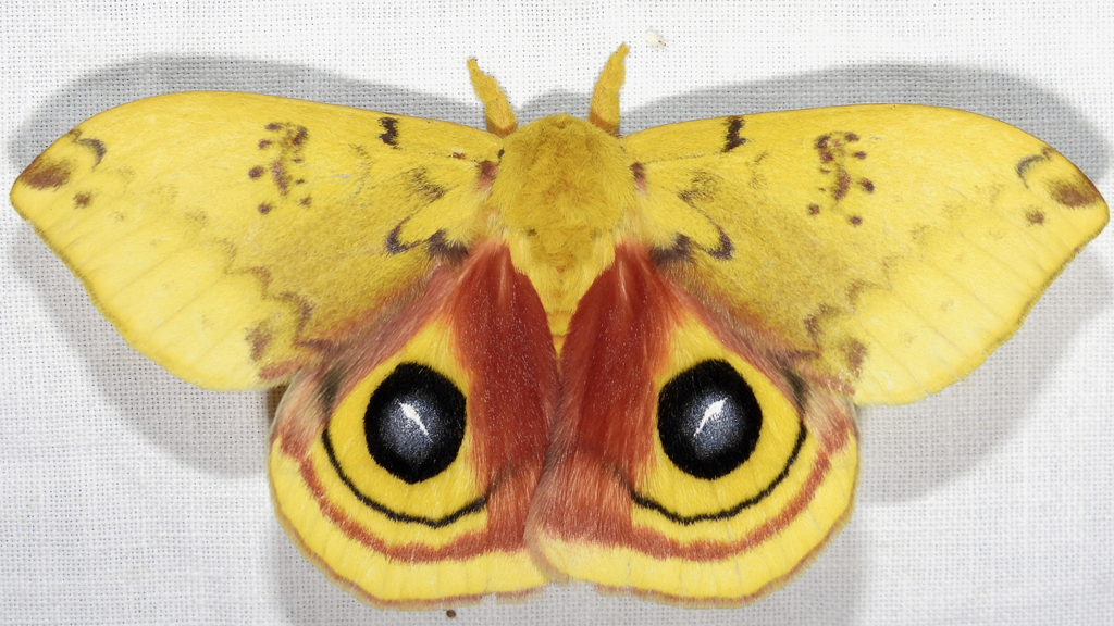 Io Moth in June 2024 by tom ward · iNaturalist