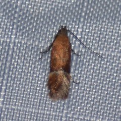 Eudactylota iobapta