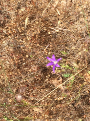 Brodiaea elegans elegans
