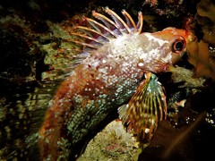 Chironemus maculosus