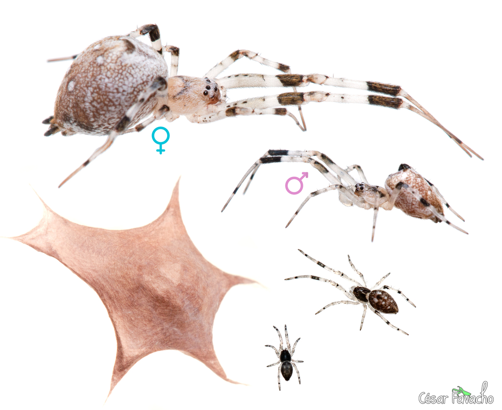 Ninja-star Ceiling Spider (Zosis geniculata) · iNaturalist