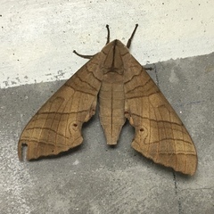Marumba dyras