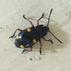 Eumorphus quadriguttatus