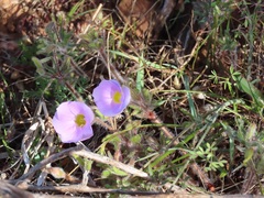 Oxalis adspersa