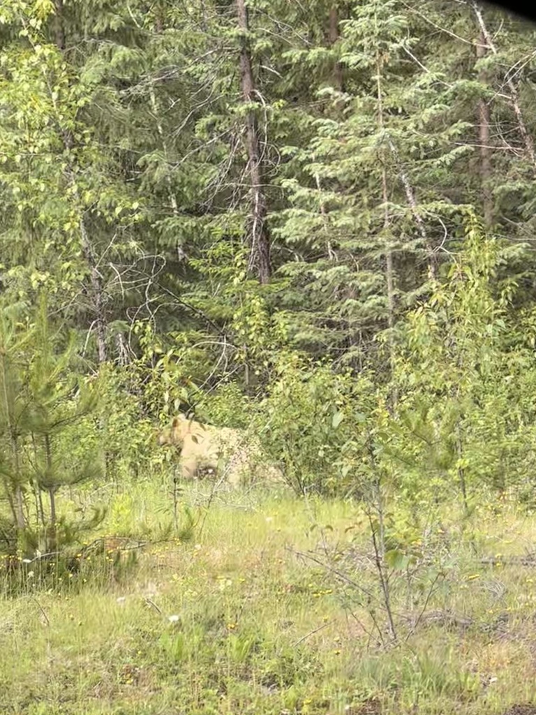 Kermode Bear in July 2024 by Katelyn Michaud · iNaturalist