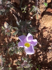 Oxalis adspersa