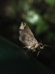 Adrapsa quadrilinealis