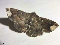 Adrapsa quadrilinealis