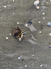 Isocheles wurdemanni