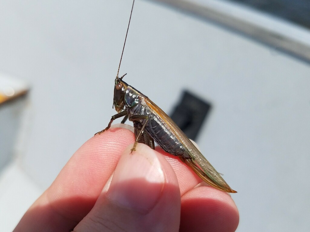 seaside meadow katydid