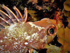 Chironemus maculosus